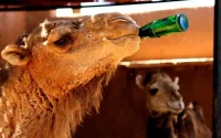 Météo : Jusqu'à 45 degrés attendus au Maroc