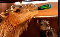 Maroc : jusqu'à 46 degrés aujourd'hui