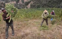 Trafic de cannabis : le Maroc, premier pourvoyeur de l'Europe
