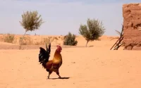 Maroc : une vague de chaleur attendue (plus de 45 degrés)