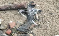Mort inexpliquée d'oiseaux migrateurs sur les côtes de Safi