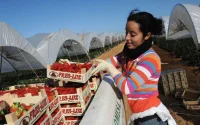 Recrutement de nouvelles saisonnières marocaines en Espagne