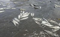 Béni Mellal : la véritable cause de la mort de poissons dans un barrage