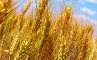 Le Maroc met fin aux taxes d'importation sur le blé
