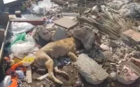 Maroc : des chiens errants torturés et enterrés vivants
