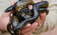 Un évènement très rare au Crocoparc d'Agadir