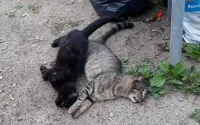 Maroc : empoisonnement d'une vingtaine de chats