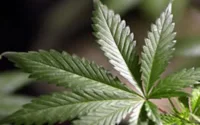 Baisse de 10% des superficies de culture du cannabis au Maroc