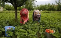 Espagne : les travailleuses marocaines des champs de fraises privées de travail
