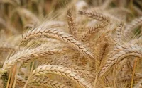 De l'orge subventionnée pour les agriculteurs marocains