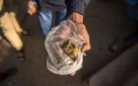 France : le cannabis marocain de plus en plus cher