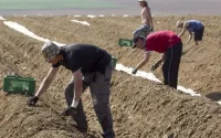 Dos au mur, l'Italie veut régulariser 600 000 sans-papiers