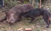 La ville de Rabat fait la chasse aux sangliers
