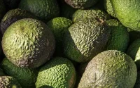 Le Maroc a triplé ses exportations d'avocat vers l'Europe