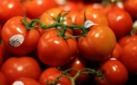 Nîmes : 3 ans de prison pour du cannabis marocain dans un camion de tomates