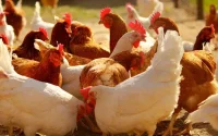 Maroc : le coronavirus a mis à genoux le secteur avicole