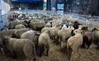 France : déjà des restrictions pour l'Aid al adha
