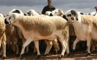 Aîd-Al-Adha au Maroc : voici le prix du mouton