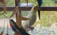 Espagne : la gendarmerie royale à l'origine du démantèlement d'un réseau de trafic d'animaux rares