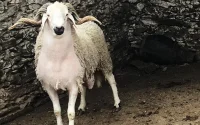 Aïd Al-Adha : lancement d'un guide pratique pour le respect des mesures préventives