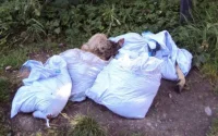 Belgique : des carcasses de moutons pullulent dans les rues après l'Aïd Al Adha