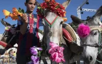 À cause du Coronavirus, l'âne n'aura pas son festival cette année