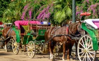 À Marrakech, chevaux, ânes de trait et familles en souffrance