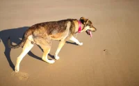 À Tétouan, un chien fait plier un pacha