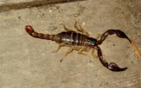 Les serpents et les scorpions sèment la panique à Fès