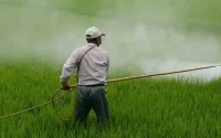 Le Maroc contrôle les pesticides utilisés dans l'agriculture