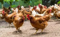 Maroc : le prix de la viande blanche s'envole à cause du coronavirus