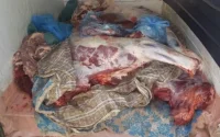De la viande avariée destinée aux Casablancais saisie