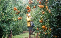 La Corse a payé très cher pour les saisonniers marocains