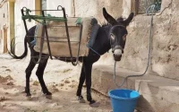 Maroc : une vente aux enchères peu ordinaire amuse la toile