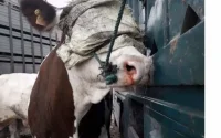 Les éleveurs marocains accusés de maltraiter les vaches montbéliardes