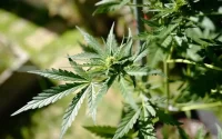 Le Maroc à un pas de la légalisation du cannabis