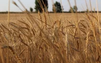 Maroc : les droits d'importation du blé tendre suspendus