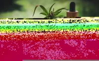 Cosmétiques à base de cannabis, un business insoupçonné pour le Maroc