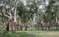 Plan de reboisement au Maroc : 600 000 hectares en 10 ans