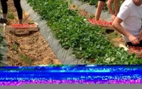 Un réseau de saisonniers agricoles marocains démantelé en France