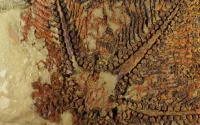 La plus ancienne des étoiles de mer découverte au Maroc