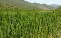 Légalisation du cannabis : comment comprendre les deux reports de l'examen du projet ?