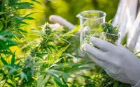 Légalisation du cannabis : une manne financière pour le Maroc