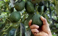 Avocat : le Maroc a un redoutable concurrent