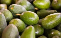Les producteurs d'avocats marocains bloquent l'export