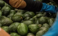 L'avocat marocain envahit l'Europe, et ça ne plaît pas à tout le monde