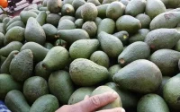 Avocat : Le Maroc inonde l'Europe