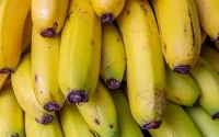 Rumeurs sur la mauvaise qualité des bananes vendues au Maroc