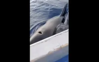 Des pêcheurs marocains attaqués par des orques près de Tanger (vidéo)