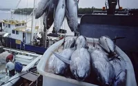Les bateaux russes autorisés à pêcher dans les eaux marocaines